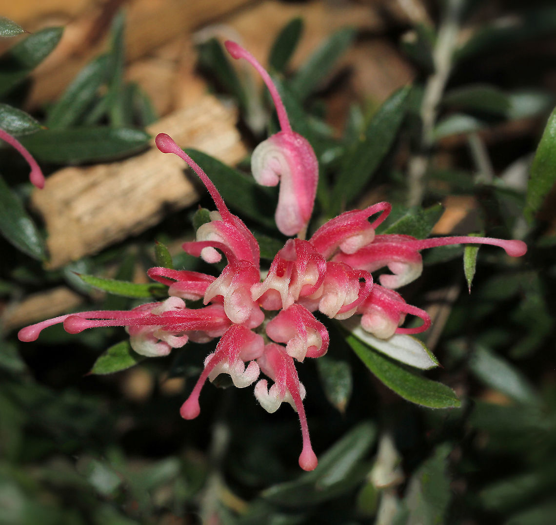 Grevillea lavandulacea A low growing Australian native shrub 0.5 m high x 1.5 m spread. Native range is heath and woodlands in western Victoria and south-eastern South Australia.<br />
<br />
Flowers are diminutive at 30 - 40 mm diameter.<br />
<br />
 Australia,Flora,Geotagged,Grevillea lavandulacea,Macro,Pink Flowers,Proteaceae,Proteales,Winter,botany,new south wales,plant