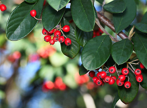 Cotoneaster glaucophyllus 
A species originating in China and the Himalayas, now widely seen in open woodlands, grasslands, coastal environs, urban bushland and roadsides here in Australia. Has 'moderately important environmental weed' status here in New South Wales and 'significant environmental weed' status in Victoria, Tasmania and the ACT. 

An upright and arching, many-stemmed shrub or small tree usually growing 3-5 m tall. A profusion of small white flowers (5 mm diameter) are borne in summer in large dense clusters and have five small spreading petals.

 Australia,Cotoneaster glaucophyllus,Flora,Geotagged,Glaucous cotoneaster,Large leaf Cotoneaster,Rosaceae,Rosales,botany,new south wales,plant,red berries,winter