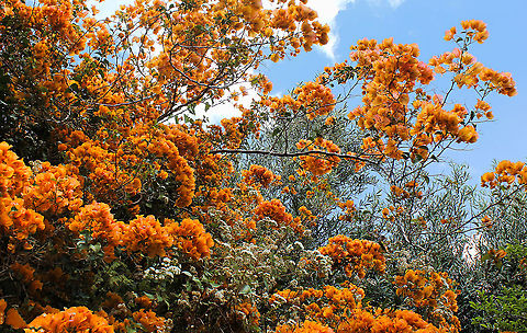 Bougainvillea In a home garden, this was by far the biggest display from Bougainvillea I had ever seen. I wondered if it was a single plant or several. This is just part of the display, both tremendous in width and height. 

These thorny, drought tolerant ornamental vines, shrubs and trees in genus Bougainvillea are native to South America, from Brazil west to Peru and south to southern Argentina. Well known for their intensely coloured flowers, which are actually a modified coloured leaf called a bract. A ring of bracts surrounds the tiny white tubular flowers clustering in the centre.  Australia,Bougainvillea,Caryophyllales,Flora,Geotagged,Nyctaginaceae,Spring,botany,new south wales,plant