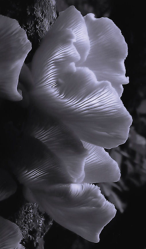 Oyster fungi Artistic licence on a commonly seen wild, edible fungi. This image has also been turned to the side - the mushrooms were growing vertically upward from the log that can be seen. Their natural colour was cream.  Agaricales,Agaricomycetes,Basidiomycota,Fall,Geotagged,Oyster mushroom,Pleurotaceae,United States,autumn,pennsylvania