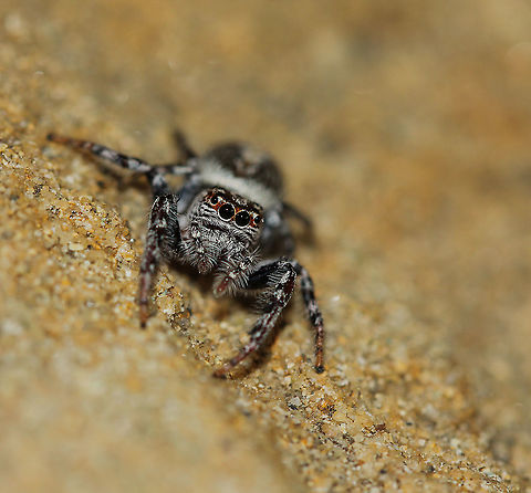 Opisthoncus quadratarius jumping spider A female, around 9 mm body length. Araneae,Australia,Geotagged,Macro,Opisthoncus quadratarius,Salticidae,Spring,arachnid,arthropod,fauna,invertebrate,new south wales,spider
