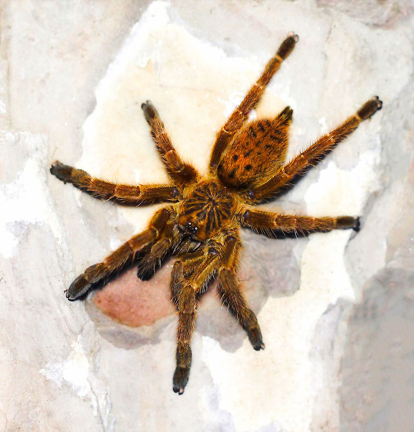 Mombasa starburst tarantula Captive breeding specimen. <br />
<br />
I took a shot of a Mombasa golden starburst tarantula mid-run. My goodness, these characters are fast and highly defensive. <br />
<br />
In natural habitat, these tarantulas are found in Angola, sub-Saharan Africa and the island of Zanzibar. They are ground-dwellers found in a variety of habitats, including bushes, low trees and burrows under rocks.<br />
<br />
Also commonly referred to as the orange baboon tarantula. I understand there to be several colour forms of this species. <br />
<br />
Juvenile female.  Araneae,Fall,Geotagged,Mombasa golden starburst tarantula,Mygalomorphae,Orange baboon tarantula,Pterinochilus murinus,Tarantula,Theraphosidae,United States,arachnid,arthropod,fauna,invertebrate,spider