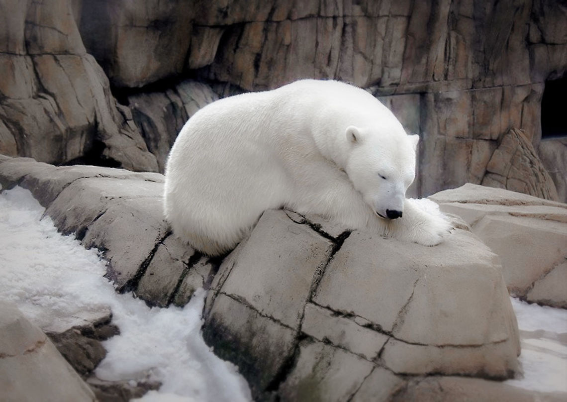 Peaceful polar bear Captive breeding specimen, Columbus Zoo, Ohio, USA.<br />
<br />
 Carnivora,Geotagged,Polar Bear,United States,Ursidae,Ursus maritimus,Zoo,bear,fauna,mammal,winter