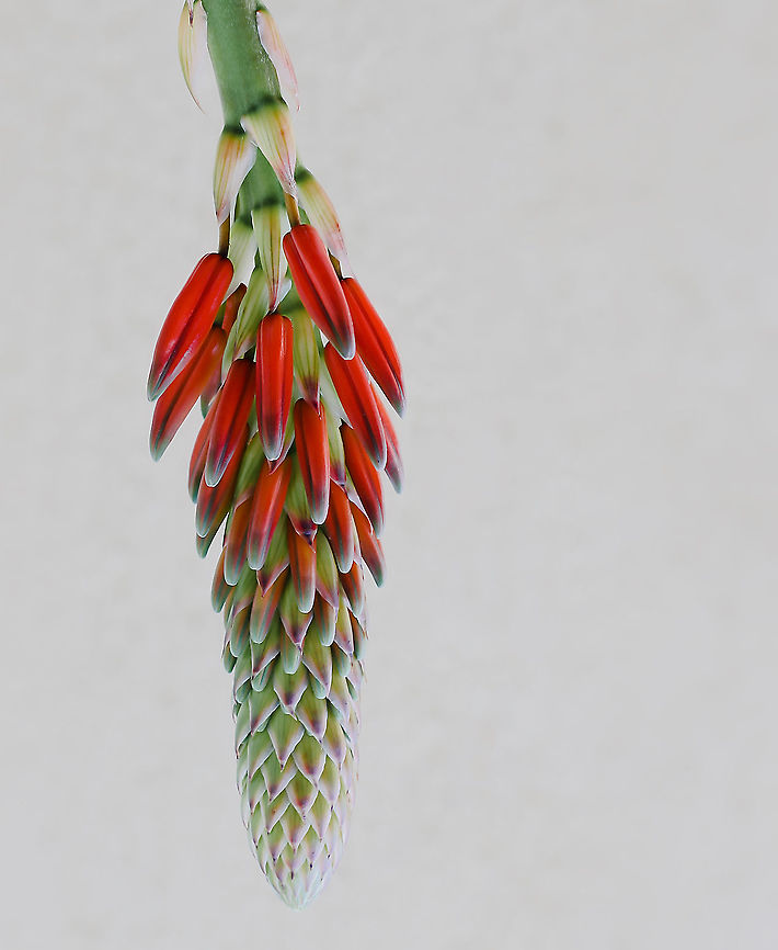 Nature's chandelier The bright flowers of aloe bring dynamic colour to my winter garden. Here&#039;s one with garden wall as backdrop - just beginning to open. <br />
<br />
9 cm length<br />
<br />
Aloe plants are native to the Arab Peninsula. <br />
<br />
Image has been turned, flowers grow upward from the plant, on long spikes.  Aloe,Asparagales,Asphodelaceae,Australia,Geotagged,Macro,botany,fora,new south wales,orange flowers,plant,succulent,winter