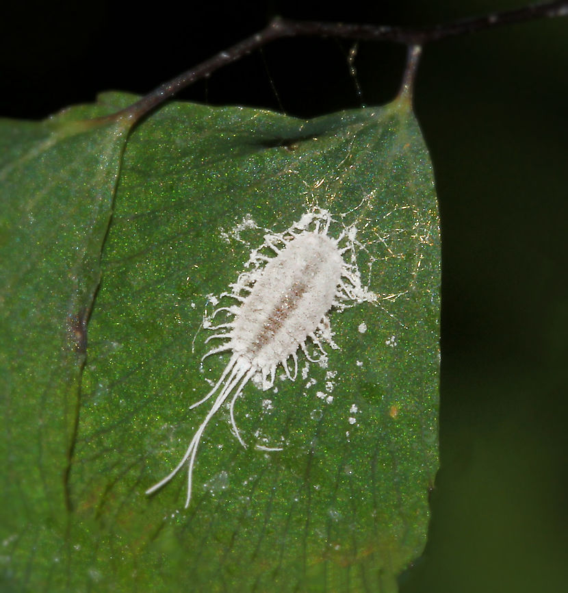 Mealybug on maidenhair fern Sap sucking insects that feed on a wide range of plants.<br />
<br />
4 mm length (not including tail filaments).  Australia,Geotagged,Macro,Pseudococcidae,Winter,arthropod,fauna,hemiptera,insect,invertebrate,mealybug,new south wales,true bug