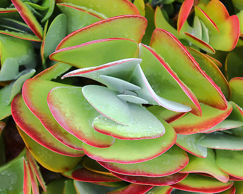 Paddle plant Native to Botswana, Lesotho, South Africa and Swaziland.

A Kalanchoe with unique appearance - upright clumps of leaves that look like some kind of undersea shell, paddles, or a stack of pancakes. 

In time, these plants can form a large cluster of the rosettes, and eventually a tall flower stalk will emerge from the centre of one or more of them.

The stalks can grow to a height of nearly 2 m and the yellow flowers are held in clusters atop the stalk. Australia,Crassulaceae,Desert cabbage,Flora,Flpajacks,Geelplakkie,Geotagged,Kalanchoe thyrsiflora,Meelplakkie,Saxifragales,Succulent,Summer,botany,new south wales,orpine,paddle plant,plant,stonecrop
