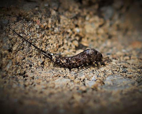 Jumping bristletail Among the first insects on earth, the Archaeognatha are an order of apterygotes, known by various common names such as jumping bristletails. (Apterygota is sometimes applied to a subclass of small, wingless, agile insects). 

The body has a distinctive hump over the thorax. 

Body length 20 mm Apterygota,Archaeognatha,Fall,Geotagged,Jumping Bristletail,Macro,Microcoryphia,United States,arthropod,autumn,insect,invertebrate,pennsylvania