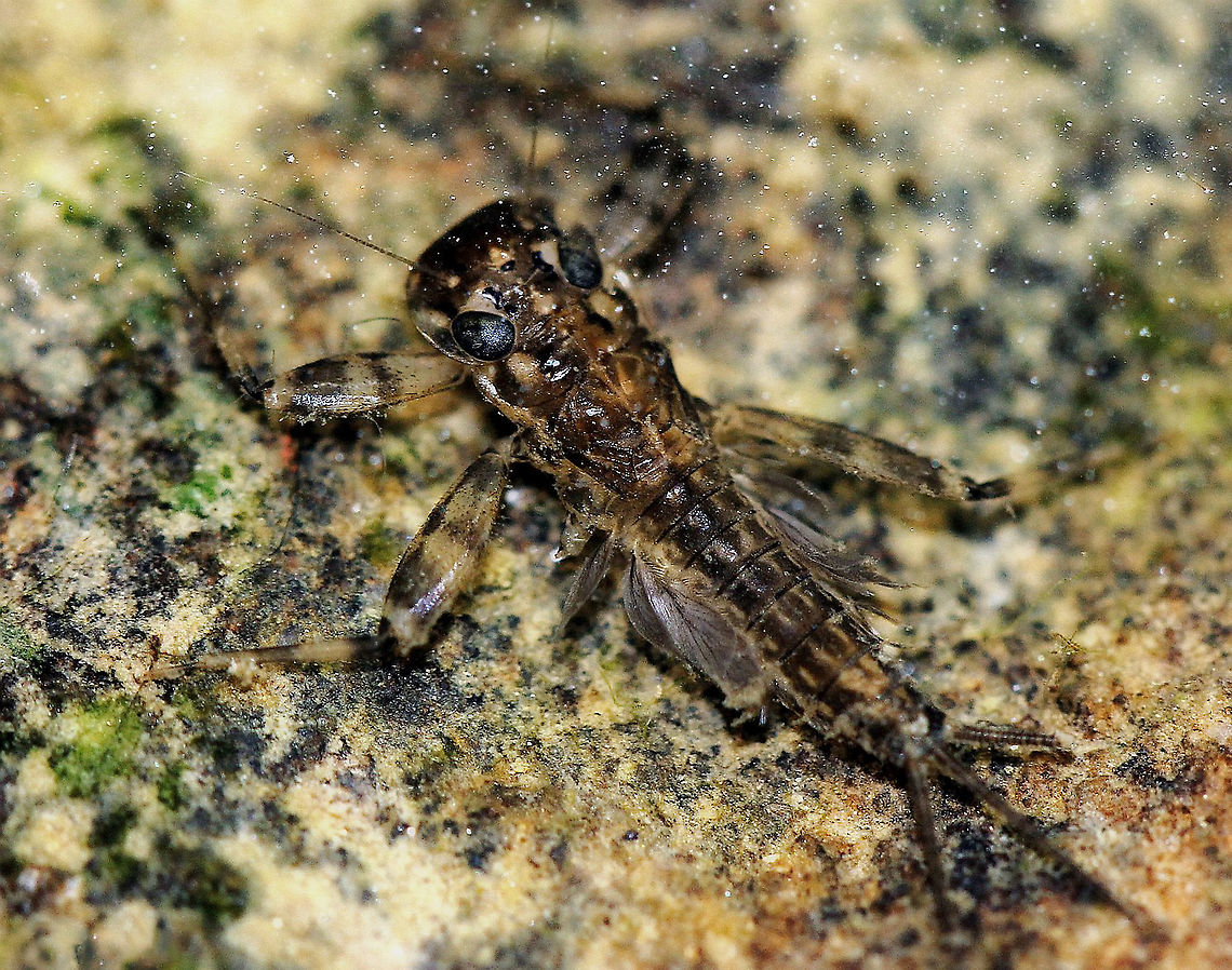 Mayfly nymph Mayflys are a group of insects known for their extremely short adult life spans and emergence in large numbers in the summer months. There are four stages to the life cycle....egg, nymph, sub imago and adult imago. Pictured here is the aquatic immature stage, which can last up to two years. <br />
<br />
20 mm length Ephemeroptera,Fall,Geotagged,Macro,United States,arthropod,fishfly,insect,invertebrate,mayfly,mayfly nymph,pennsylvania,shadfly