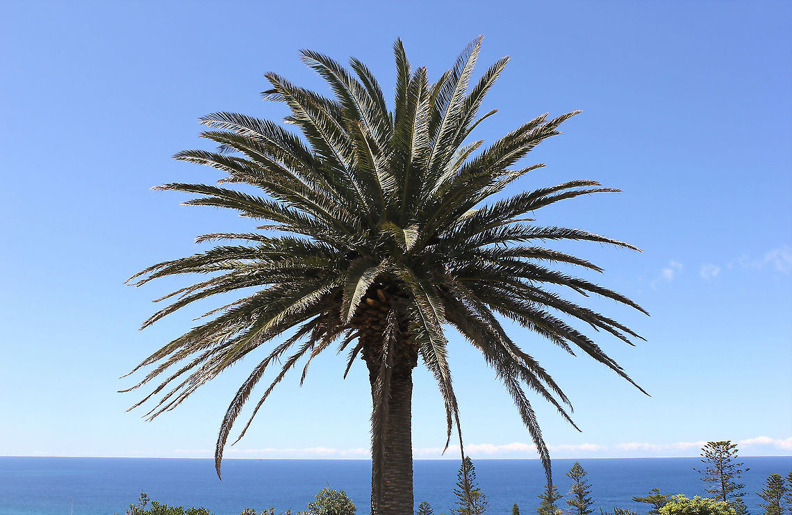 Canary Island date palm This solitary, majestic palm stands atop the highest peak within Newcastle city. I&#039;ve always wondered and marveled at its ability to cope with the ferocious winds that occasionally batter this part of the New South Wales coast at times. Such an exposed position. Also, if it self seeded or was planted there by someone.<br />
<br />
Any advice re species would be gratefully received.  Arecaceae,Arecales,Australia,Canary Island date palm,Geotagged,Palm tree,Phoenix canariensis,autumn,botany,new south wales,perennial,plant