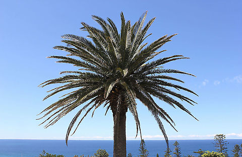 Canary Island date palm This solitary, majestic palm stands atop the highest peak within Newcastle city. I've always wondered and marveled at its ability to cope with the ferocious winds that occasionally batter this part of the New South Wales coast at times. Such an exposed position. Also, if it self seeded or was planted there by someone.

Any advice re species would be gratefully received.  Arecaceae,Arecales,Australia,Canary Island date palm,Geotagged,Palm tree,Phoenix canariensis,autumn,botany,new south wales,perennial,plant