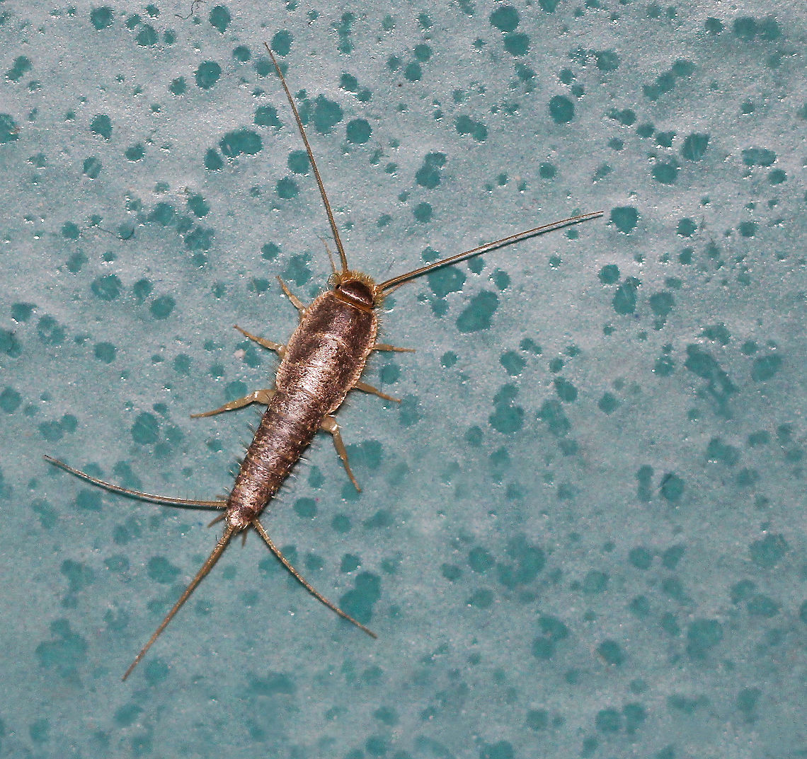 Silverfish Small, primitive, wingless insect. Almost 50 species of silverfish have been described from Australia and more species are yet to be described. <br />
<br />
https://australian.museum/blog-archive/amri-news/amri-silverfish/#:~:text=Almost 50 species of silverfish,the last few years alone. Australia,Ctenolepismatinae,Geotagged,Lepismatidae,Macro,Zygentoma,arthropod,insect,invertebrate,new south wales,silverfish,spring