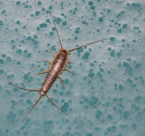 Silverfish Small, primitive, wingless insect. Almost 50 species of silverfish have been described from Australia and more species are yet to be described. 

https://australian.museum/blog-archive/amri-news/amri-silverfish/#:~:text=Almost 50 species of silverfish,the last few years alone. Australia,Ctenolepismatinae,Geotagged,Lepismatidae,Macro,Zygentoma,arthropod,insect,invertebrate,new south wales,silverfish,spring