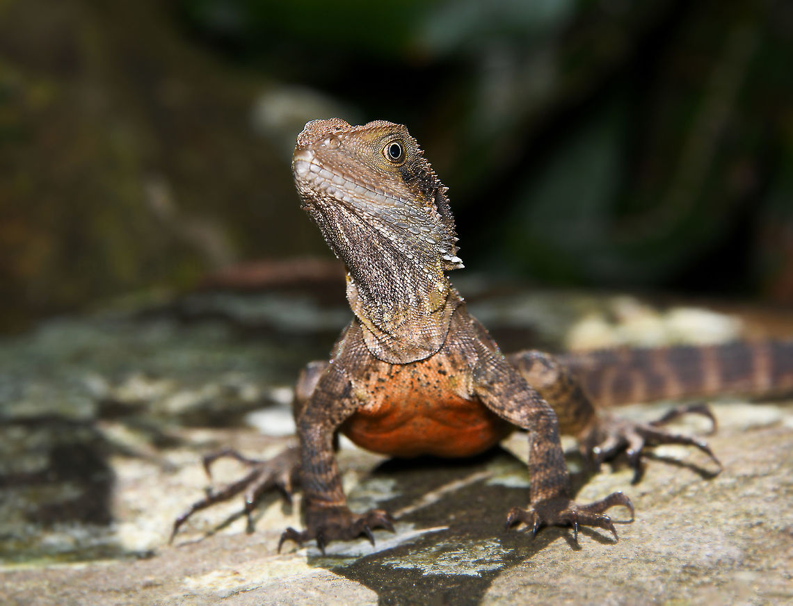 Eastern water dragon portrait While examining and photographing some ferns...this little eastern water dragon appeared from within the foliage to check me out. I think a juvenile as quite small and colours subtle. <br />
<br />
35 cm length head to tip of tail.  Agamidae,Australia,Australian water dragon,Eastern water dragon,Geotagged,Intellagama lesueurii,Squamata,Vertebrate,Winter,fauna,lizard,reptile