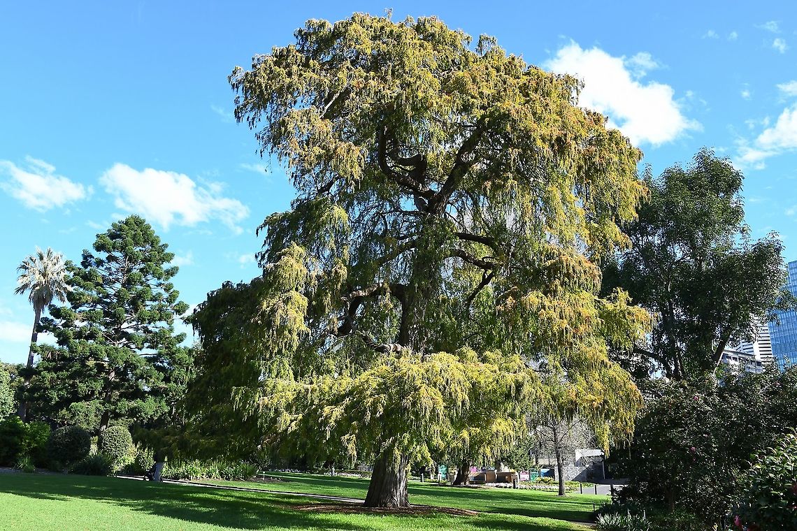 Montezuma cypress These long-lived trees are native to Mexico and Guatemala. A graceful, coniferous tree with weeping branches. The foliage of pale green, needle-like leaves is evergreen here in mild east coast New South Wales. The trunk grows thick and buttressed toward the base as it matures. Ahuehuete,Australia,Conifer,Cupressaceae,Flora,Geotagged,Montezuma bald cypress,Montezuma cypress,Pinales,Taxodium mucronatum,Tree,Winter,botany