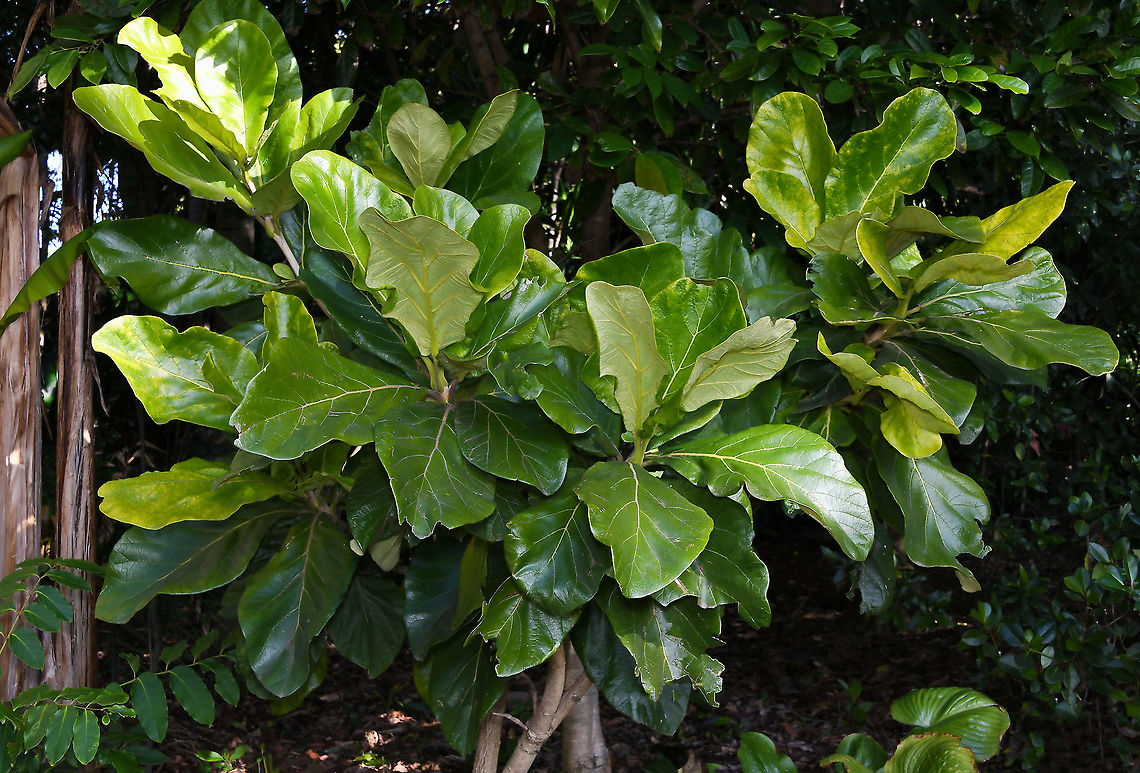 Wallaby wireless tree Also known as golden bouquet tree and yellow pagoda flower tree. This is a young specimen, growing to 8 m in height. Natural location in New Guinea, Aru Islands, Cape York Peninsula and the wet tropics in Queensland, here in Australia. Leaves large, up to 30 x 15 cm. Flowers on  mature specimens are yellow, in large &#039;bouquets&#039; and about 20 - 35 mm in length. <br />
<br />
The common name of wallaby wireless tree alludes to the fact that wallabies are fond of the fallen flowers of this species and once the flowers fall, the news seems to spread quickly throughout the wallaby population, who then assemble to partake of the apparently tasty fare. Australia,Bignoniaceae,Deplanchea tetraphylla,Geotagged,Golden bouquet tree,Lamiales,Wallaby wireless tree,Winter,Yellow pagoda flower tree,botany,flora,tree