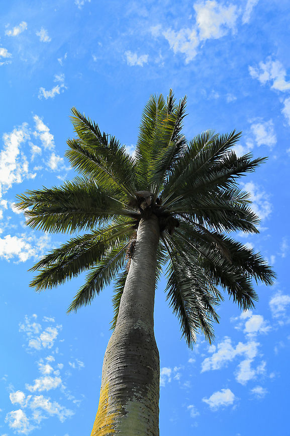 Chilean wine palm Native to Chile. I estimate this specimen to be 20 m or more in height. <br />
<br />
A slow growing, evergreen palm, with a huge, grey-coloured trunk (here, sporting some lovely lichen)...supporting a dense crown of gracefully arching leaves. Each pinnate leaf is up to 4 m in length and divided into many narrow, rigid leaflets. The trunk base on this specimen was almost 1 m in width. <br />
<br />
A magnificent ornamental.  Arecaceae,Arecales,Australia,Chile coco palm,Chilean choquito palm,Chilean wine palm,Flora,Geotagged,Jubaea chilensis,Palm honey tree,Palm tree,Winter,botany