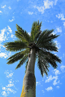 Chilean wine palm Native to Chile. I estimate this specimen to be 20 m or more in height. 

A slow growing, evergreen palm, with a huge, grey-coloured trunk (here, sporting some lovely lichen)...supporting a dense crown of gracefully arching leaves. Each pinnate leaf is up to 4 m in length and divided into many narrow, rigid leaflets. The trunk base on this specimen was almost 1 m in width. 

A magnificent ornamental.  Arecaceae,Arecales,Australia,Chile coco palm,Chilean choquito palm,Chilean wine palm,Flora,Geotagged,Jubaea chilensis,Palm honey tree,Palm tree,Winter,botany