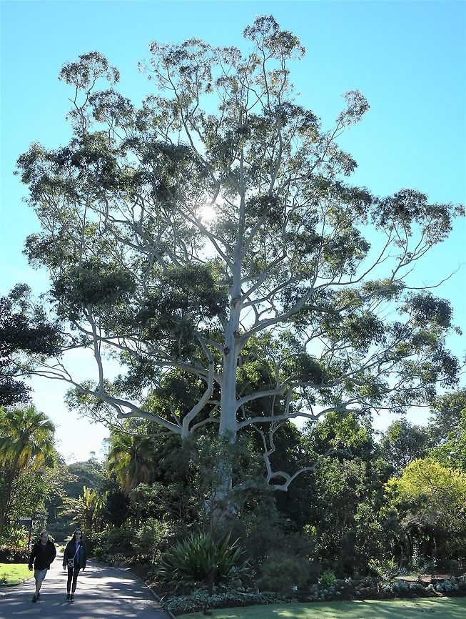 Eucalyptus grandis Also commonly known as rose gum, scrub gum and flooded gum. <br />
Notable large tree, average height is around 50 m but some specimens have reached 80 m. Silvery-grey to white, smooth bark. Glossy, dark green leaves up to 15 cm in length. <br />
<br />
<figure class="photo"><a href="https://www.jungledragon.com/image/100447/eucalyptus_grandis_canopy.html" title="Eucalyptus grandis canopy"><img src="https://s3.amazonaws.com/media.jungledragon.com/images/3314/100447_thumb.jpg?AWSAccessKeyId=05GMT0V3GWVNE7GGM1R2&Expires=1769040010&Signature=yL8ibEHhvL6gb6y5Cycec7XqNO0%3D" width="200" height="134" alt="Eucalyptus grandis canopy A closer look at the trunk and canopy of this stunning eucalyptus species. <br />
<br />
Also commonly known as rose gum, scrub gum and flooded gum. Notable large tree, average height is around 50 m but some specimens have reached 80m. Silvery-grey to white, smooth bark. Glossy, dark green leaves up to 15 cm in length.<br />
<br />
https://www.jungledragon.com/image/99176/eucalyptus_grandis.html Australia,Eucalyptus grandis,Flooded gum,Flora,Geotagged,Myrtaceae,Myrtales,Rose gum,Scrub gum,Winter,botany,new south wales,tree,winter" /></a></figure> Australia,Eucalyptus grandis,Flooded gum,Flora,Geotagged,Myrtaceae,Myrtales,Rose gum,Scrub gum,Tree,Winter,botany,new south wales,rose gum