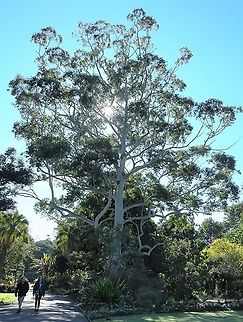 Eucalyptus grandis Also commonly known as rose gum, scrub gum and flooded gum. 
Notable large tree, average height is around 50 m but some specimens have reached 80 m. Silvery-grey to white, smooth bark. Glossy, dark green leaves up to 15 cm in length. 

https://www.jungledragon.com/image/100447/eucalyptus_grandis_canopy.html Australia,Eucalyptus grandis,Flooded gum,Flora,Geotagged,Myrtaceae,Myrtales,Rose gum,Scrub gum,Tree,Winter,botany,new south wales,rose gum