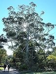 Eucalyptus grandis Also commonly known as rose gum, scrub gum and flooded gum. <br />
Notable large tree, average height is around 50 m but some specimens have reached 80 m. Silvery-grey to white, smooth bark. Glossy, dark green leaves up to 15 cm in length. <br />
<br />
https://www.jungledragon.com/image/100447/eucalyptus_grandis_canopy.html Australia,Eucalyptus grandis,Flooded gum,Flora,Geotagged,Myrtaceae,Myrtales,Rose gum,Scrub gum,Tree,Winter,botany,new south wales,rose gum