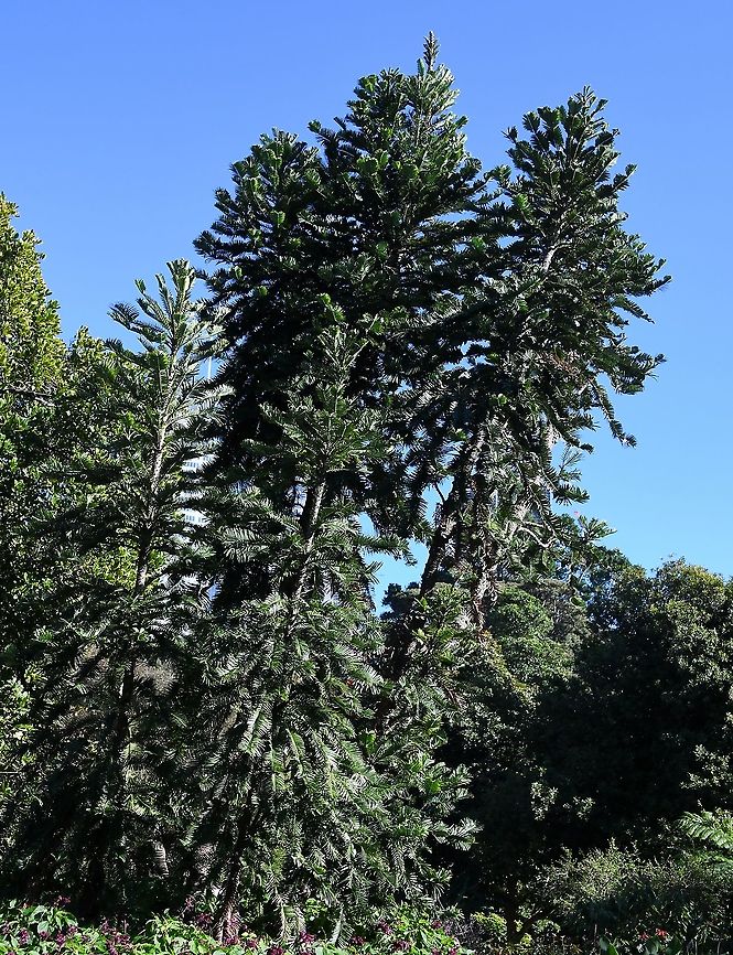Wollemi pine These pines are some of the world's oldest and rarest trees. The evolutionary line was thought to be extinct, discovered in 1994 by David Noble, an officer with the NSW National Parks &amp; Wildlife Service in the Wollemi National Park here in Australia. The grouping was discovered in a deep, narrow canyon. <br />
<br />
This was a fascinating and very exciting find. Since there are so few specimens in the wild, a thorough management strategy has been developed to protect them and they were afforded extra protection during last summer's horrendous wild fires. Having Wollemi pines in homes, gardens and parks worldwide is safeguarding the species from becoming extinct and decreases the threat of unauthorised visits to the wild population - young specimens have been available for the public to purchase from our botanic gardens since April 2006.<br />
<br />
Closest relatives are Kauri and Norfolk Island, Hoop, Bunya Bunya and Monkey Puzzle pines. <br />
<br />
 Araucariaceae,Australia,Flora,Geotagged,Pinales,Tree,Winter,Wollemi pine,Wollemia,Wollemia nobilis,botany,new south wales,tree