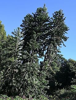 Wollemi pine These pines are some of the world's oldest and rarest trees. The evolutionary line was thought to be extinct, discovered in 1994 by David Noble, an officer with the NSW National Parks & Wildlife Service in the Wollemi National Park here in Australia. The grouping was discovered in a deep, narrow canyon. 

This was a fascinating and very exciting find. Since there are so few specimens in the wild, a thorough management strategy has been developed to protect them and they were afforded extra protection during last summer's horrendous wild fires. Having Wollemi pines in homes, gardens and parks worldwide is safeguarding the species from becoming extinct and decreases the threat of unauthorised visits to the wild population - young specimens have been available for the public to purchase from our botanic gardens since April 2006.

Closest relatives are Kauri and Norfolk Island, Hoop, Bunya Bunya and Monkey Puzzle pines. 

 Araucariaceae,Australia,Flora,Geotagged,Pinales,Tree,Winter,Wollemi pine,Wollemia,Wollemia nobilis,botany,new south wales,tree