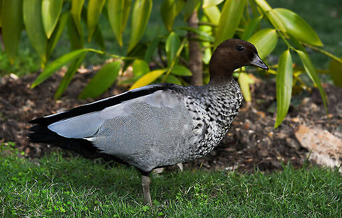 Australian wood duck This species is also commonly known as the maned duck. Medium sized duck with a dark brown head and a pale grey body with two black stripes along the back. Males such as here, have the darker head. Widespread in Australia, including Tasmania. It can be found in grasslands, open woodlands, wetlands, flooded pastures and along the coast in inlets and bays. It is also common in urban parks. 

45 cm length

 Anatidae,Anseriformes,Australia,Australian Wood Duck,Aves,Chenonetta jubata,Dabbling Duck,Geotagged,Maned duck,Vertebrate,Winter,bird,duck,fauna,new south wales