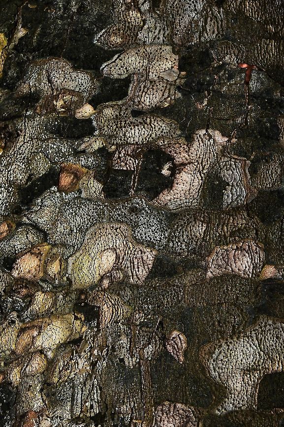 Detail Moore kauri bark Endemic to New Caledonia. The IUCN reports that this species is facing a high risk of extinction in the wild due to a limited and severely fragmented distribution that is undergoing continuing decline in extent of habitat, number of sub-populations, and number of mature individuals. The entire species is now thought to contain fewer than 10,000 mature individuals. <br />
<br />
This specimen 20 m in height. Growing to 30 m, evergreen with a rounded, spreading crown.  Agathis moorei,Araucariaceae,Australia,Conifer,Flora,Geotagged,Moore kauri,Pacific kauri,Pinales,Winter,botany,new south wales,tree,tree bark