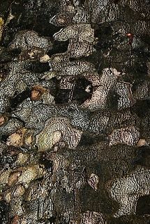 Detail Moore kauri bark Endemic to New Caledonia. The IUCN reports that this species is facing a high risk of extinction in the wild due to a limited and severely fragmented distribution that is undergoing continuing decline in extent of habitat, number of sub-populations, and number of mature individuals. The entire species is now thought to contain fewer than 10,000 mature individuals. 

This specimen 20 m in height. Growing to 30 m, evergreen with a rounded, spreading crown.  Agathis moorei,Araucariaceae,Australia,Conifer,Flora,Geotagged,Moore kauri,Pacific kauri,Pinales,Winter,botany,new south wales,tree,tree bark