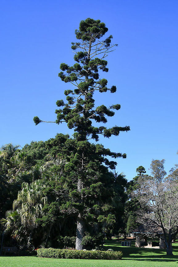 Hoop pine This species is found naturally in rainforest and rainforest edges in New South Wales, Queensland and in New Guinea. Where rainfall is adequate, this tree can grow up to 60 m in height. Its common name comes from the outer layer of bark which forms scale-like horizontal hoops. It is a slow-growing plant that can live for up to 450 years.<br />
Araucaria cunninghamii,Araucariaceae,Australia,Colonial pine,Conifer,Dorrigo pine,Flora,Geotagged,Hoop pine,Pinales,Richmond River pine,Tree,Winter,new south wales