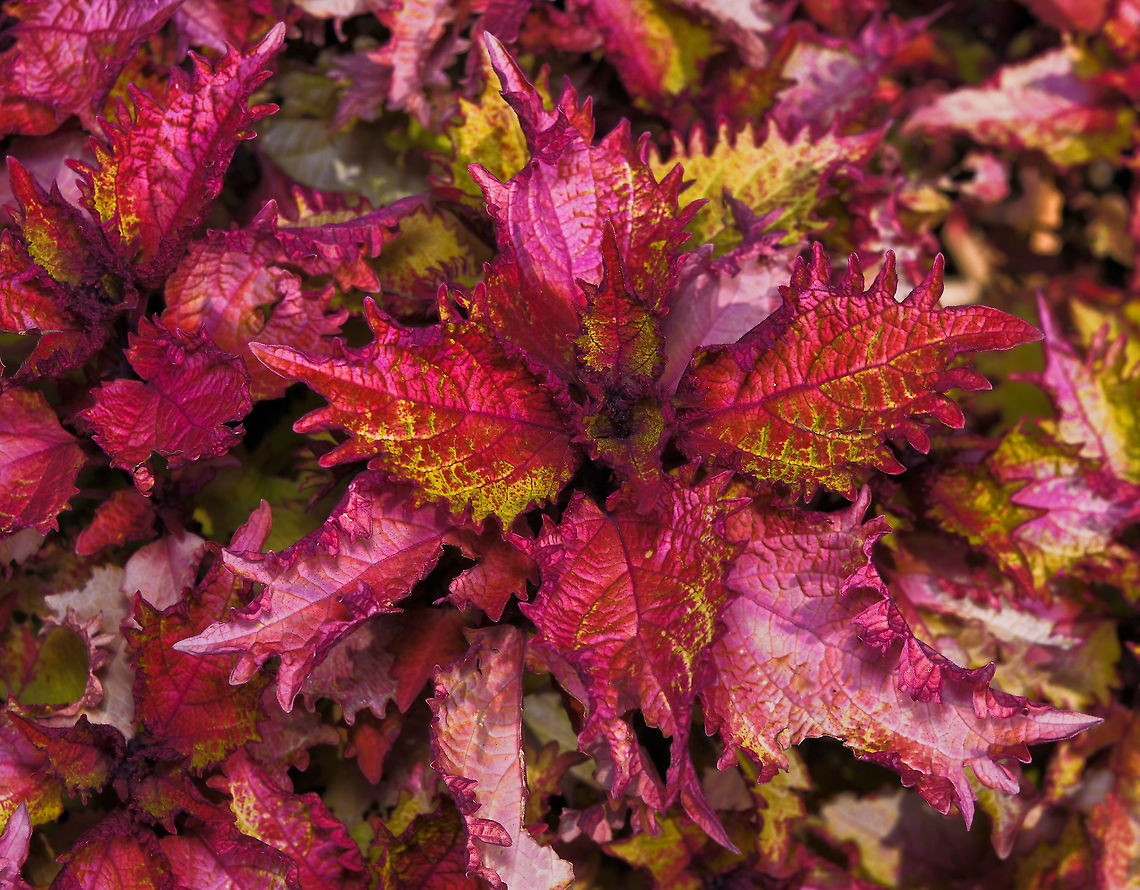 Flaming colours of Coleus There was a large swathe of native Coleus in a park and the variegated leaves produced an incredibly eye-catching show.  <br />
<br />
70 cm in height Australia,Flora,Geotagged,Lamiaceae,Lamiales,Ornamental plant,Painted nettle,Perennial,Plectranthus scutellarioides,Variegated leaves,Winter,botany,new south wales,plant