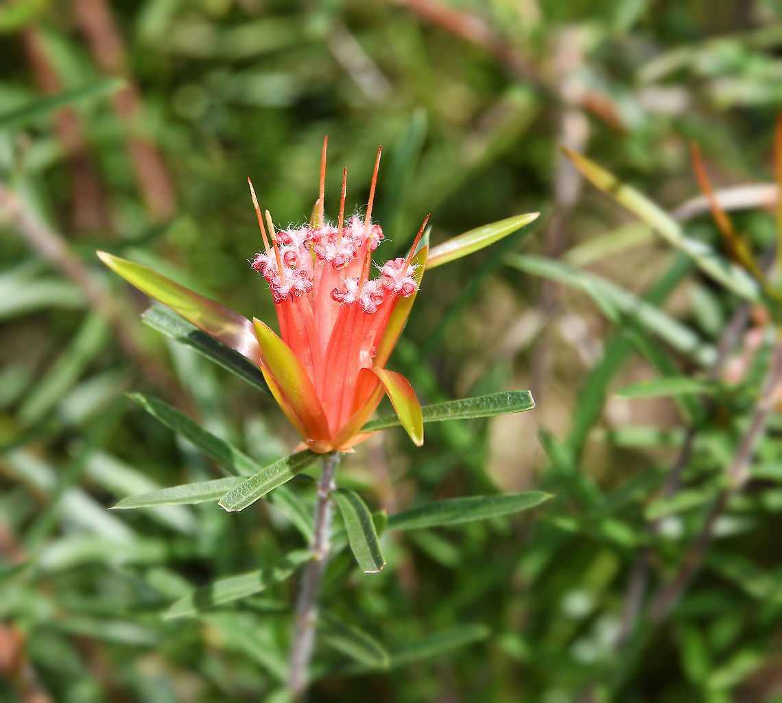 Mountain Devil Lambertia formosa is the only species in the genus to occur in eastern Australia. It is a small to medium shrub, often no more than a metre or so high but sometimes reaching 2 metres. Leaves are stiff, 50 mm long. The red, tubular-shaped flowers occur at the ends of the branches in groups of 7, each cluster being about 50 mm in length. Flowering usually occurs in winter and spring but some flowers are often present at other times of the year. The flowers contain nectar and are loved by our honey eating birds.<br />
<br />
After flowering, small, horned seed capsules develop and these give rise to the common name of mountain devil. However, the species is not confined to mountain areas and is often seen in bushland throughout the Sydney region including coastal heaths. <br />
<br />
 Australia,Flora,Geotagged,Lambertia formosa,Mountain devil,Proteaceae,Proteales,Winter,botany,new south wales,plant