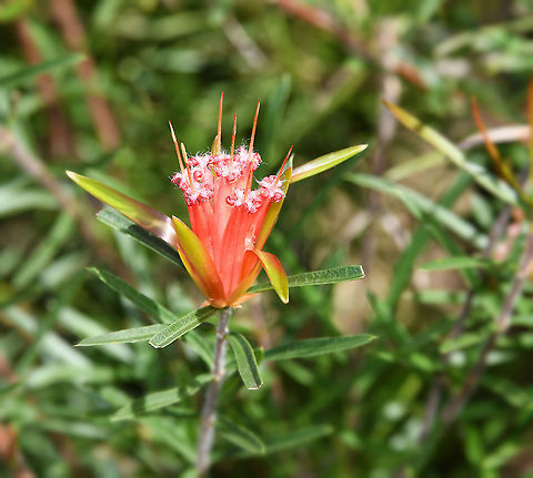 Mountain Devil Lambertia formosa is the only species in the genus to occur in eastern Australia. It is a small to medium shrub, often no more than a metre or so high but sometimes reaching 2 metres. Leaves are stiff, 50 mm long. The red, tubular-shaped flowers occur at the ends of the branches in groups of 7, each cluster being about 50 mm in length. Flowering usually occurs in winter and spring but some flowers are often present at other times of the year. The flowers contain nectar and are loved by our honey eating birds.

After flowering, small, horned seed capsules develop and these give rise to the common name of mountain devil. However, the species is not confined to mountain areas and is often seen in bushland throughout the Sydney region including coastal heaths. 

 Australia,Flora,Geotagged,Lambertia formosa,Mountain devil,Proteaceae,Proteales,Winter,botany,new south wales,plant