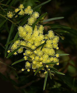 Acacia fimbriata The pretty, lemon yellow flowers on these wattle shrubs and trees truly lifts the spirit. It is a spectacular sight to see whole trees laden with them. 

This is Acacia fimbriata, commonly known as fringed wattle and also Brisbane wattle, but native to most of the east coast of the country. 

We have a National Wattle Day on September 1st, the first day of spring. 

The Acacia genus, (which includes all the wattles), is the biggest group of trees and shrubs in Australia, topping even the eucalypts in diversity.
 Acacia fimbriata,Australia,Brisbane wattle,Fabaceae,Fabales,Flora,Fringed wattle,Geotagged,Mimosoideae,Winter,botany,new south wales,plant,tree,wattle,yellow flowers