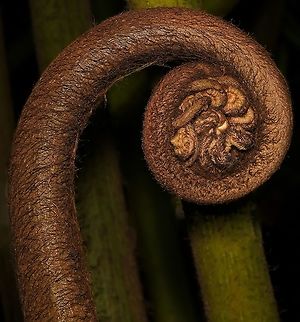 Unfurling frond of world's largest fern Native to the east and north of this country, (listed as endangered here in New South Wales)...also Indonesia, Madagascar and Pacific Islands. Angiopteris evecta, known commonly as the giant fern, is a large evergreen fern that has huge bipinnate fronds growing from a large rhizomatous root.

The fronds are the largest known among ferns, growing to between 5 to 7 m in length, making a spectacular display and lovely dappled shade on a summer's day. This is one of the best examples of primitive plant forms still living today with some fossilised fronds being found in rocks around 300 million years old.
 Angiopteris evecta,Australia,Flora,Geotagged,Giant fern,Marattiaceae,Marattiales,Polypodiopsida,Winter,botany,fern,fern fiddlehead,new south wales,plant