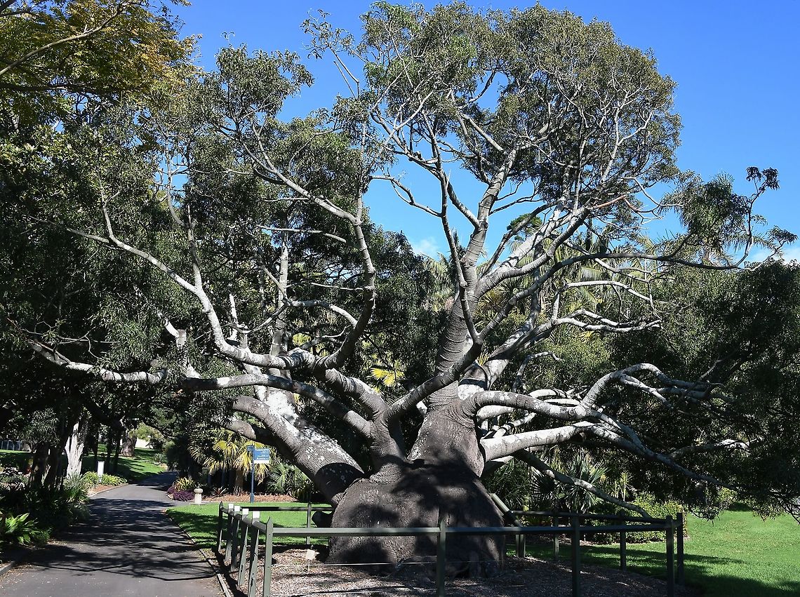 Queensland bottle tree This is a small to medium sized tree with a characteristic bulbous trunk which gives rise to the common 'bottle tree' name. Leaves are about 10 cm x 2 cm. The bell-shaped flowers are followed by seed capsules which contain many large seeds.<br />
<br />
Mature size 20 m x 6 m Australia,Brachychiton rupestris,Flora,Geotagged,Malvaceae,Malvales,Queensland Bottle Tree,Queensland bottle tree,Winter,botany,narrow-leaved bottle tree,new south wales,tree