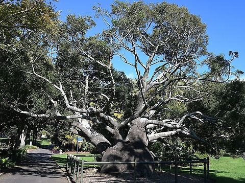 Queensland bottle tree This is a small to medium sized tree with a characteristic bulbous trunk which gives rise to the common 'bottle tree' name. Leaves are about 10 cm x 2 cm. The bell-shaped flowers are followed by seed capsules which contain many large seeds.

Mature size 20 m x 6 m Australia,Brachychiton rupestris,Flora,Geotagged,Malvaceae,Malvales,Queensland Bottle Tree,Queensland bottle tree,Winter,botany,narrow-leaved bottle tree,new south wales,tree