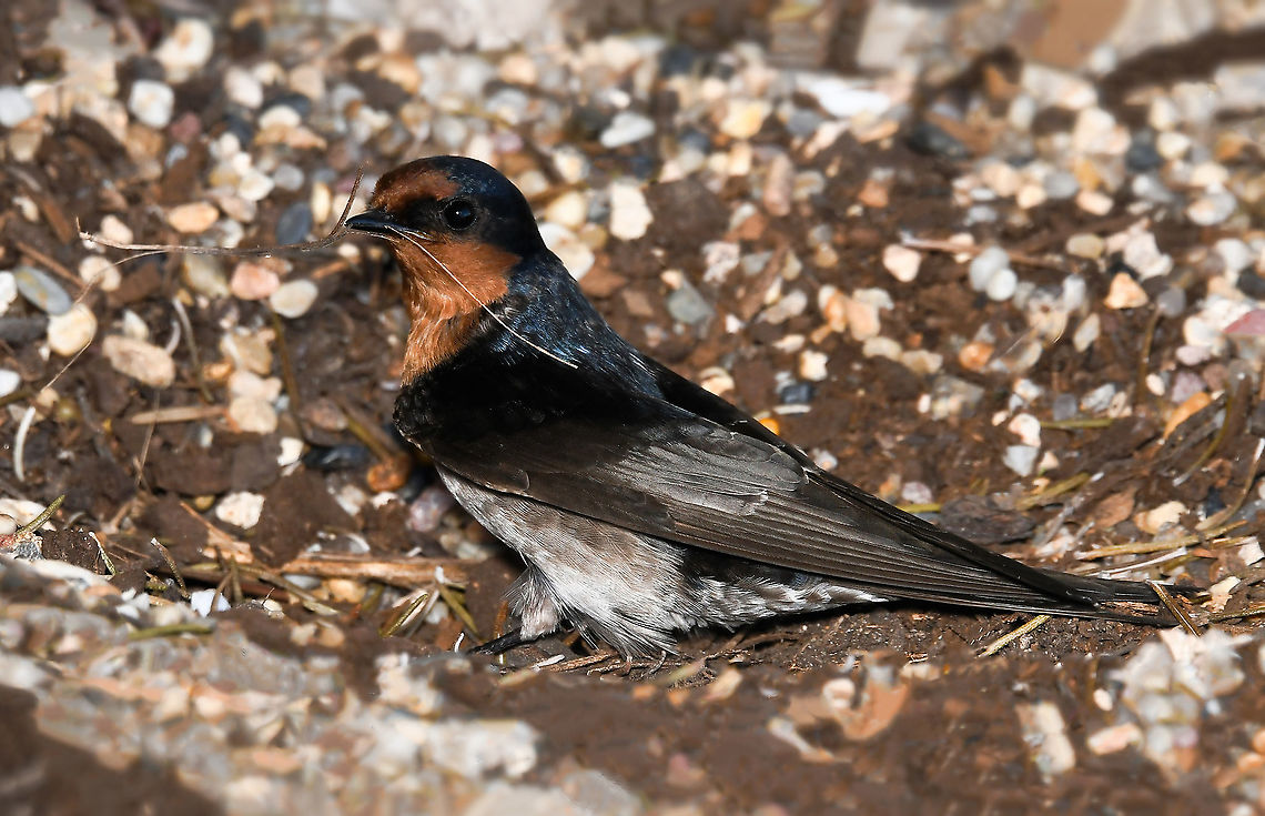 A welcome swallow busy for spring <br />
A sure sign that spring will soon be upon us - our native welcome swallows have begun collecting their nesting material. This is one of a pair I saw flying together. <br />
<br />
Delightful little birds, fast-flying and small at just 15 cm in length. <br />
<br />
Welcome spring!  Australia,Aves,Geotagged,Hirundinidae,Hirundo neoxena,Passeriformes,Vertebrate,Welcome Swallow,Winter,bird,fauna,new south wales,swallow