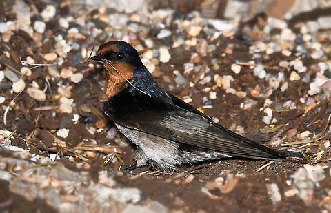 A welcome swallow busy for spring 
A sure sign that spring will soon be upon us - our native welcome swallows have begun collecting their nesting material. This is one of a pair I saw flying together. 

Delightful little birds, fast-flying and small at just 15 cm in length. 

Welcome spring!  Australia,Aves,Geotagged,Hirundinidae,Hirundo neoxena,Passeriformes,Vertebrate,Welcome Swallow,Winter,bird,fauna,new south wales,swallow