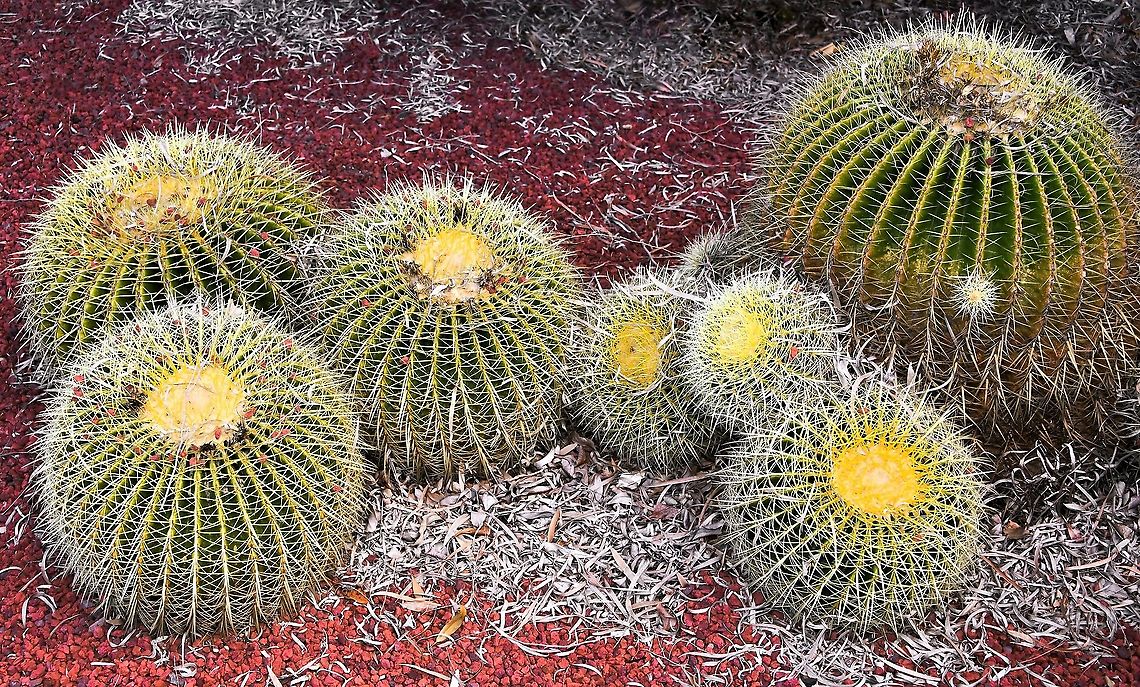 Echinocactus grusonii Native to central Mexico,  in the Rio Moctezuma Valley, Quer&eacute;taro.  Rare and endangered in the wild - the small population in Quer&eacute;taro occurs on medium to steep slopes of volcanic rock in a very small area (less than 10 km&sup2;). The total number of plants in the Quer&eacute;taro population is estimated to be less than 1,000, the majority of which are mature. <br />
<br />
A new sub-population was discovered in Zacatecas growing in semi-desert matorral (shrubland), among volcanic rocks. <br />
<br />
Despite the fact that few plants remain in the wild today, their off-site conservation has allowed for extensive propagation by nurseries, and the golden barrel cactus is now one of the most common cacti in cultivation.<br />
<br />
Growing as a large roughly spherical globe, Echinocactus grusonii may eventually reach over 1 m in height after many years. The specimen in the top right of this grouping is 45 cm diameter. <br />
 Australia,Cactaceae,Caryophyllales,Echinocactus grusonii,Flora,Geotagged,Golden Barrell Cactus,Golden barrel cactus,Mother-In-Law's Cushion,Winter,botany,plant