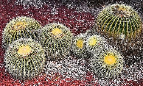 Echinocactus grusonii Native to central Mexico,  in the Rio Moctezuma Valley, Querétaro.  Rare and endangered in the wild - the small population in Querétaro occurs on medium to steep slopes of volcanic rock in a very small area (less than 10 km²). The total number of plants in the Querétaro population is estimated to be less than 1,000, the majority of which are mature. 

A new sub-population was discovered in Zacatecas growing in semi-desert matorral (shrubland), among volcanic rocks. 

Despite the fact that few plants remain in the wild today, their off-site conservation has allowed for extensive propagation by nurseries, and the golden barrel cactus is now one of the most common cacti in cultivation.

Growing as a large roughly spherical globe, Echinocactus grusonii may eventually reach over 1 m in height after many years. The specimen in the top right of this grouping is 45 cm diameter. 
 Australia,Cactaceae,Caryophyllales,Echinocactus grusonii,Flora,Geotagged,Golden Barrell Cactus,Golden barrel cactus,Mother-In-Law's Cushion,Winter,botany,plant