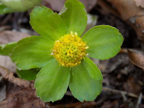 Hacquetia epipactis  Geotagged,Hacquetia Plant,Hacquetia epipactis,Slovenia,Spring