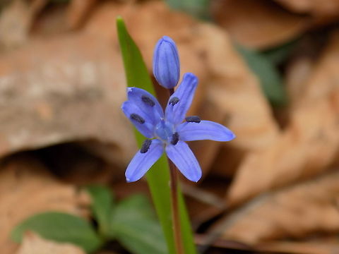Alpine squill  Geotagged,Scilla bifolia,Slovenia,Spring