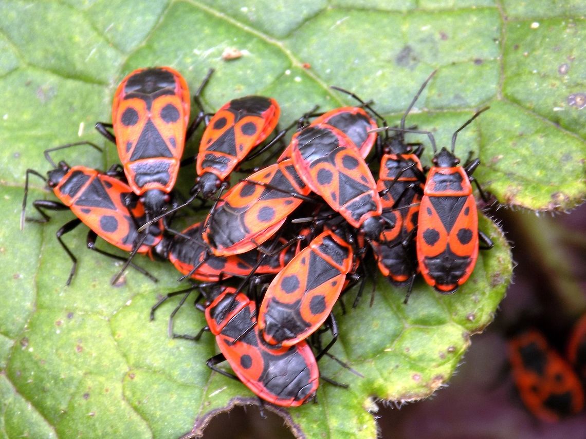 The firebug  Firebug,Geotagged,Pyrrhocoris apterus,Slovenia,Spring