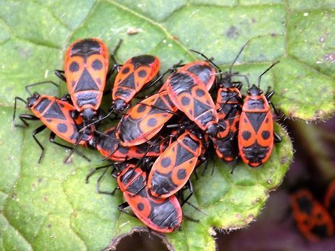 The firebug  Firebug,Geotagged,Pyrrhocoris apterus,Slovenia,Spring