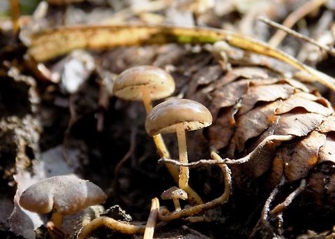 Fungus  Geotagged,Slovenia,Spring