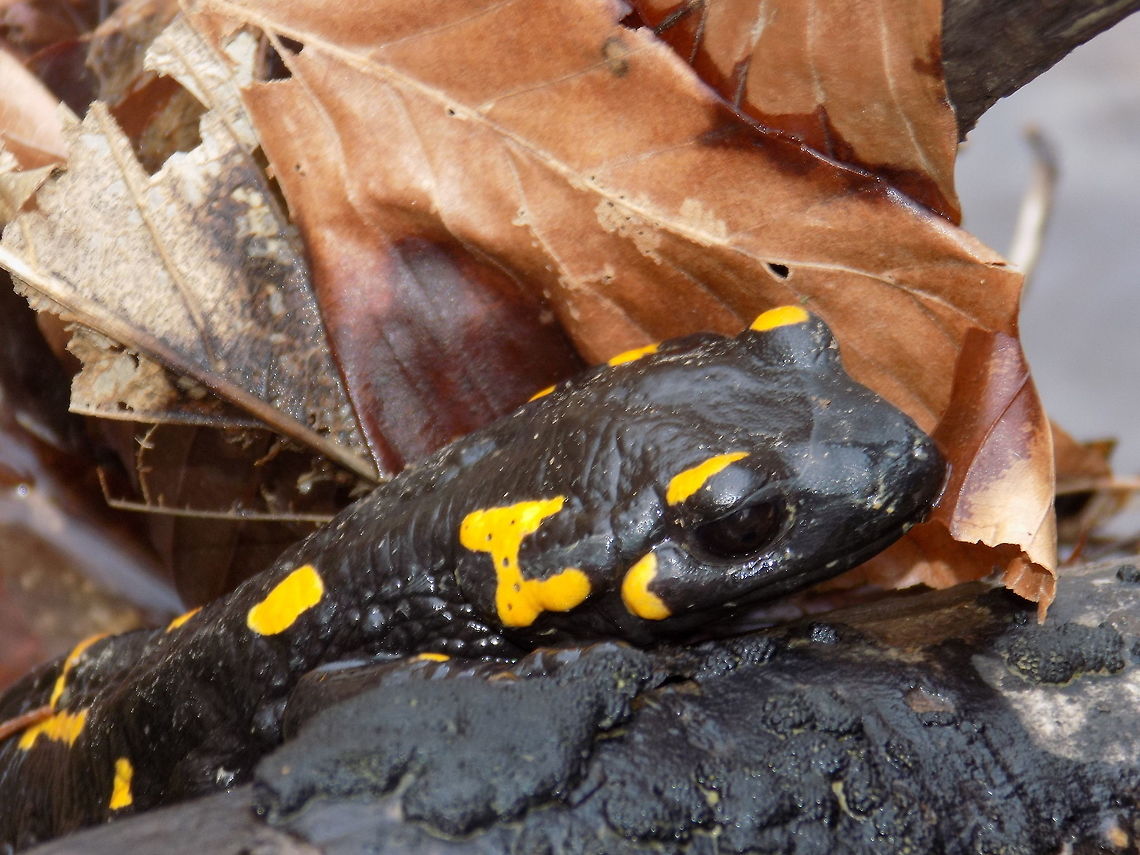 Fire salamander  Fire Salamander,Geotagged,Salamandra salamandra,Slovenia,Spring