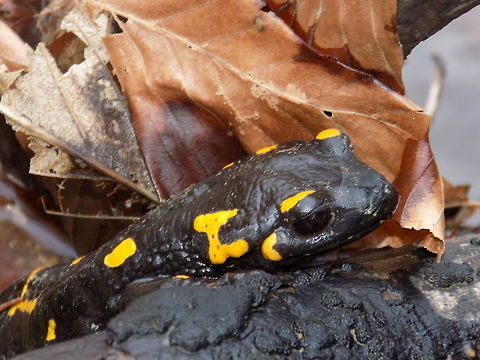 Fire salamander  Fire Salamander,Geotagged,Salamandra salamandra,Slovenia,Spring