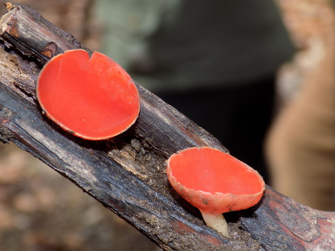 Sacrlet elf cup  Geotagged,Sarcoscypha coccinea,Slovenia,Spring