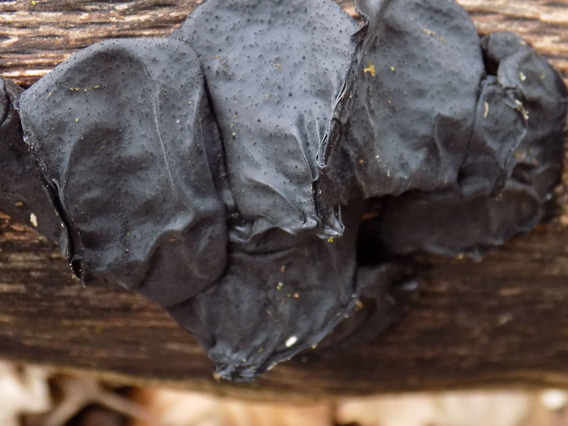 Unknown  Camarops petersii,Geotagged,Slovenia,Spring